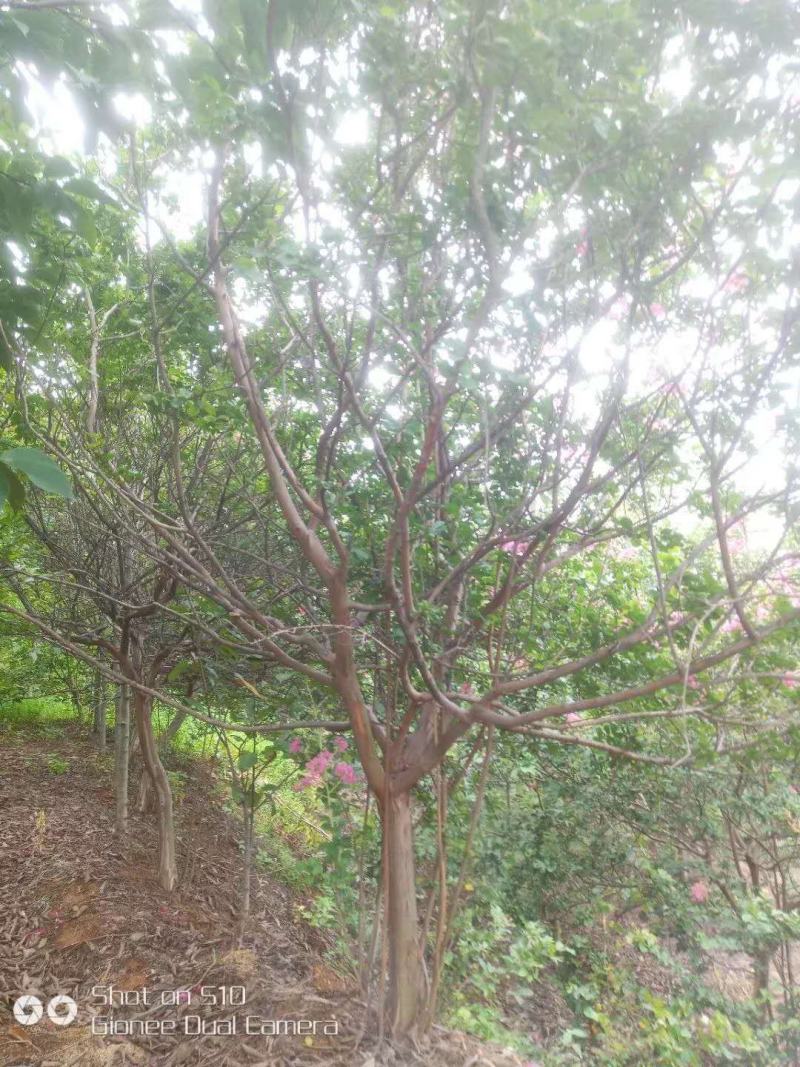 紫薇，红花紫薇，长期供应大小规格