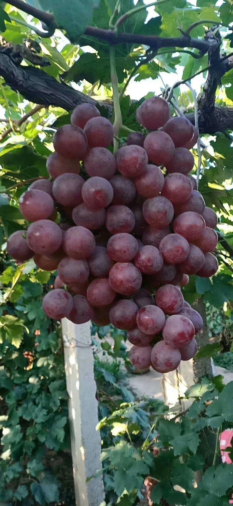 【精品红提】大量上市中多年葡萄经营好货价低欢迎来电
