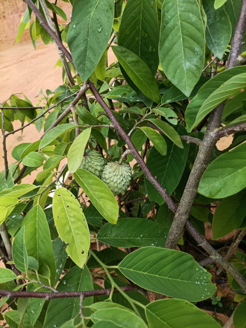 绿皮释迦果营养杯苗