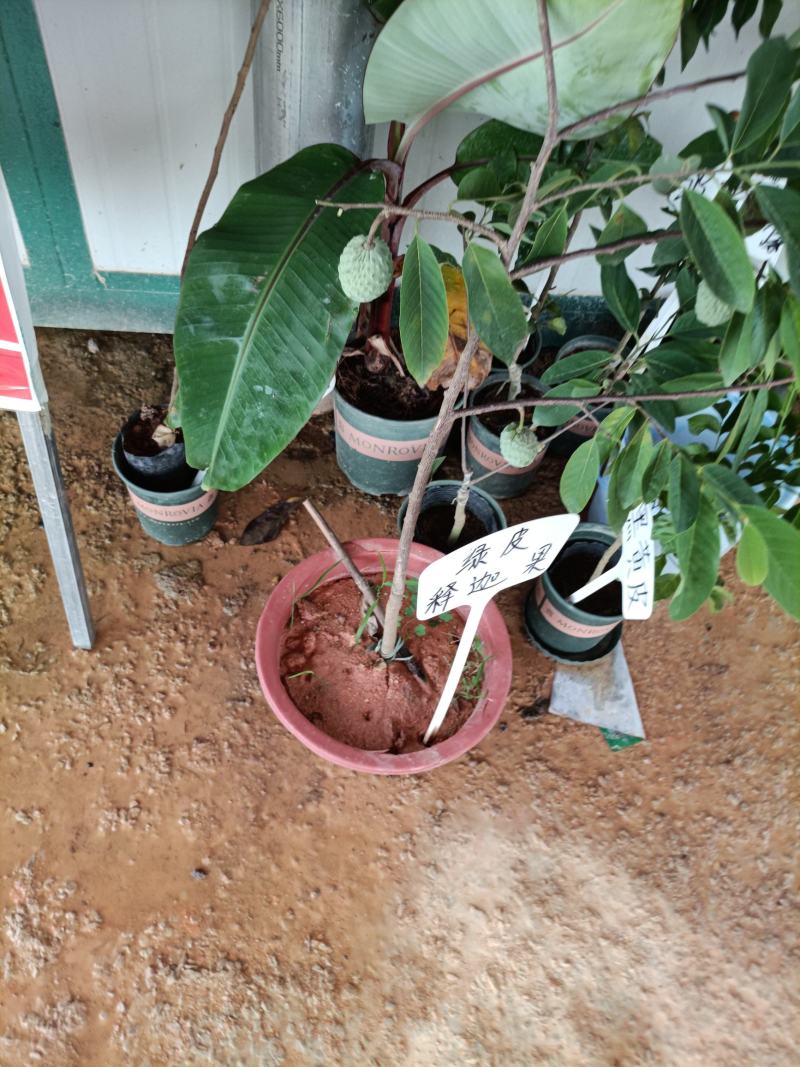 绿皮释迦果营养杯苗