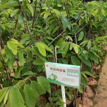 绿皮释迦果营养杯苗