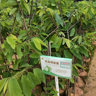 绿皮释迦果营养杯苗