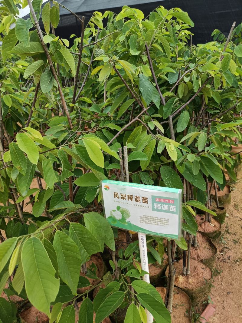 绿皮释迦果营养杯苗