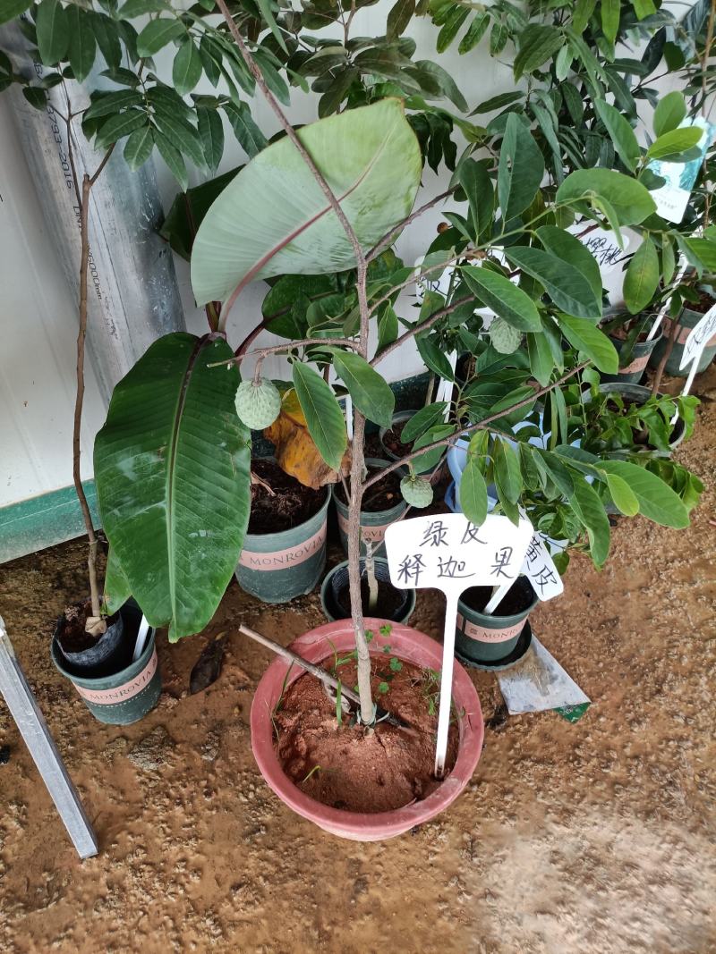 绿皮释迦果营养杯苗