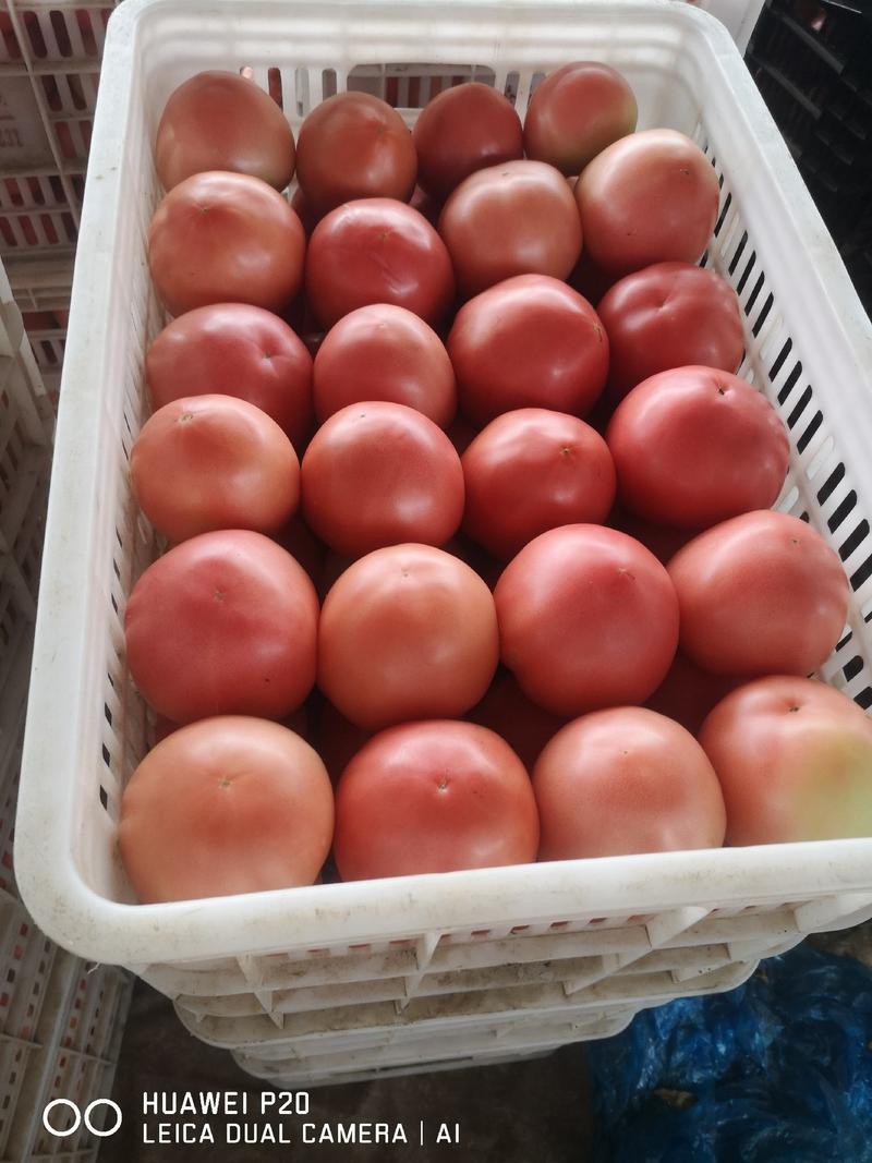 聊城硬粉西红柿蔬菜产地直供—代发全国一手货源