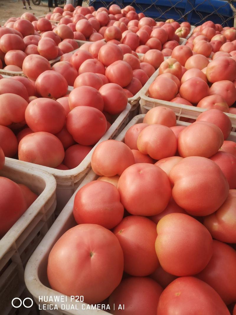 【直供】西红柿，硬粉西红柿—供应电商，超市，市场产地直供