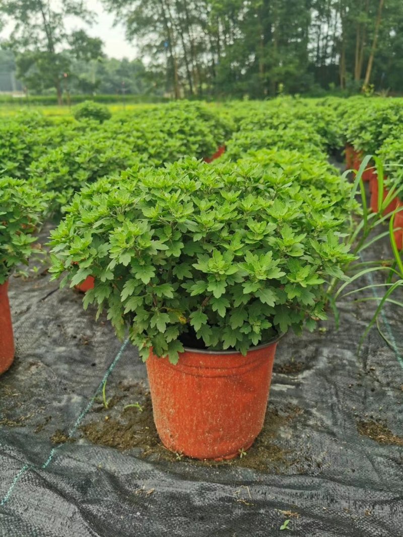 出售球形菊，球形菊杯苗20冠，
