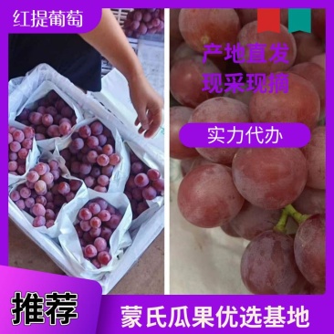 【精品】红提葡萄大量上市颗粒饱满甜度高产地直销