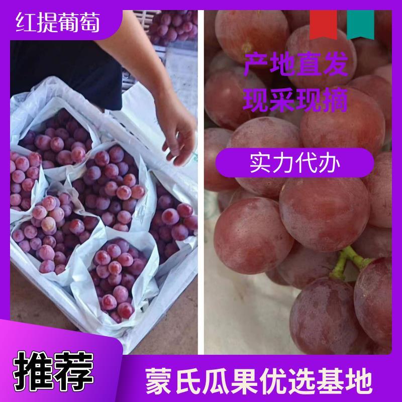 【精品】红提葡萄大量上市颗粒饱满甜度高产地直销