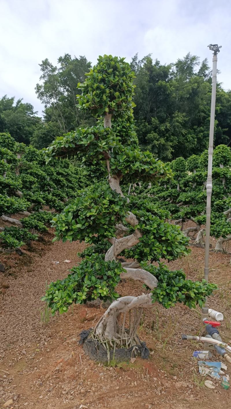 S弯造型榕树桩景，单杆造型小叶榕桩景绿化树
