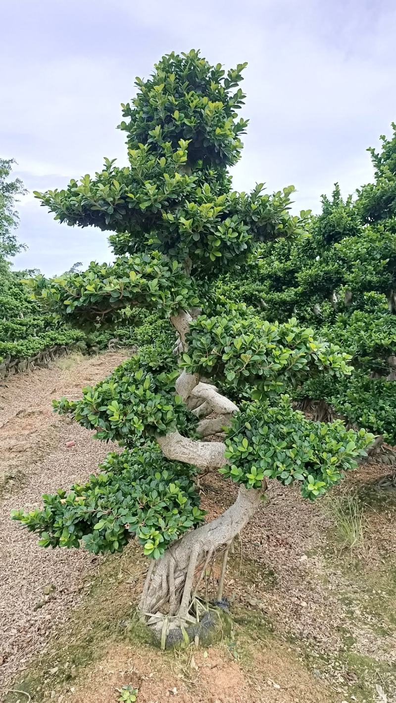 S弯造型榕树桩景，单杆造型小叶榕桩景绿化树