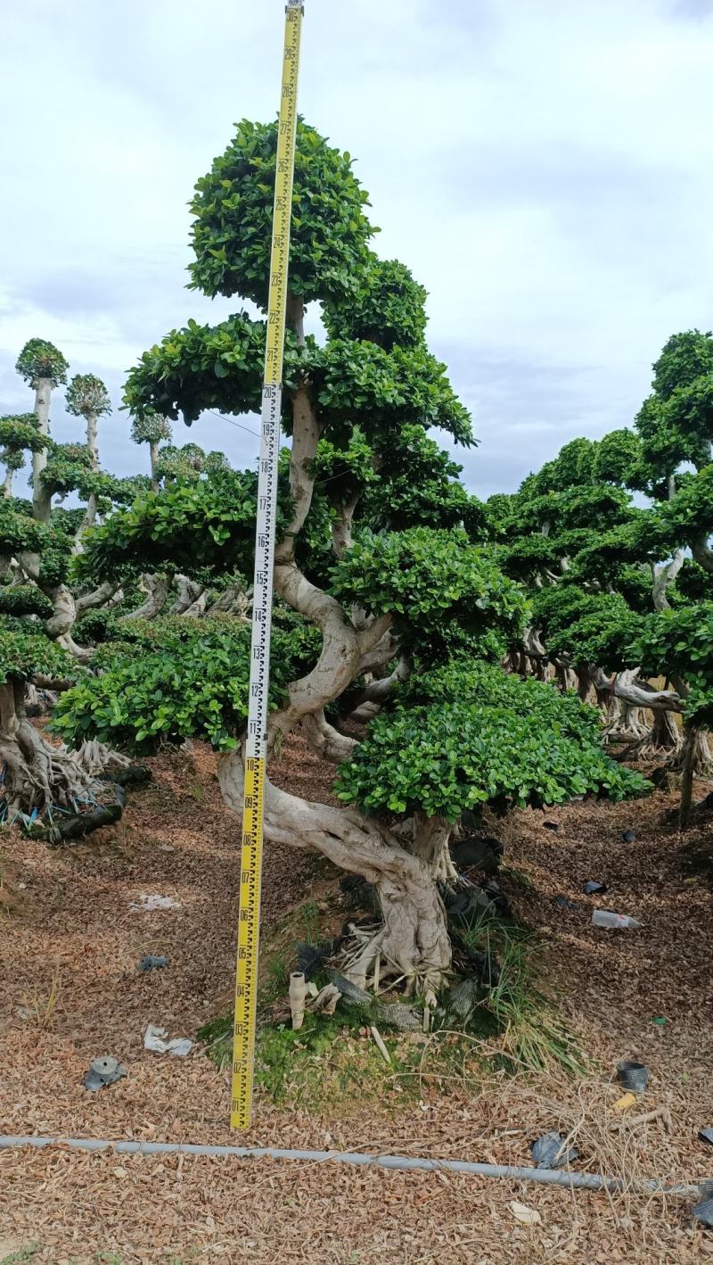 S弯造型榕树桩景，单杆造型小叶榕桩景绿化树