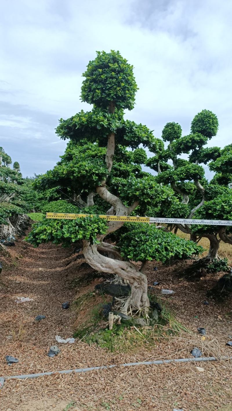 S弯造型榕树桩景，单杆造型小叶榕桩景绿化树