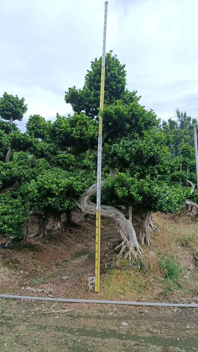S弯造型榕树桩景，单杆造型小叶榕桩景绿化树