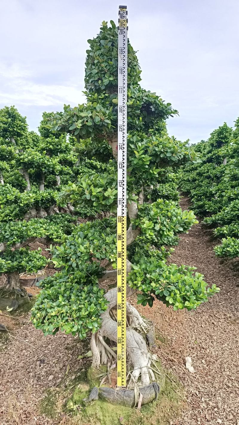 S弯造型榕树桩景，单杆造型小叶榕桩景绿化树