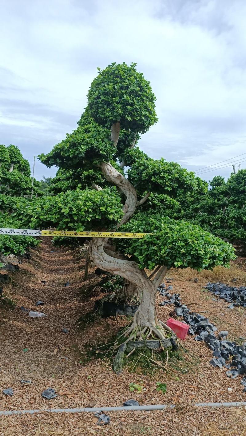 S弯造型榕树桩景，单杆造型小叶榕桩景绿化树