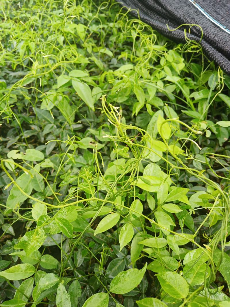 牛大力种苗15~30cm杯苗裸根苗都有
