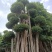 原叶造型景观小叶榕桩头6-9米高，大型景观榕树桩头