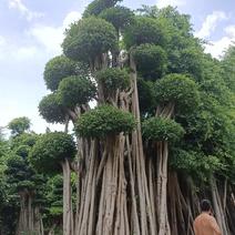 原叶造型景观小叶榕桩头6-9米高，大型景观榕树桩头