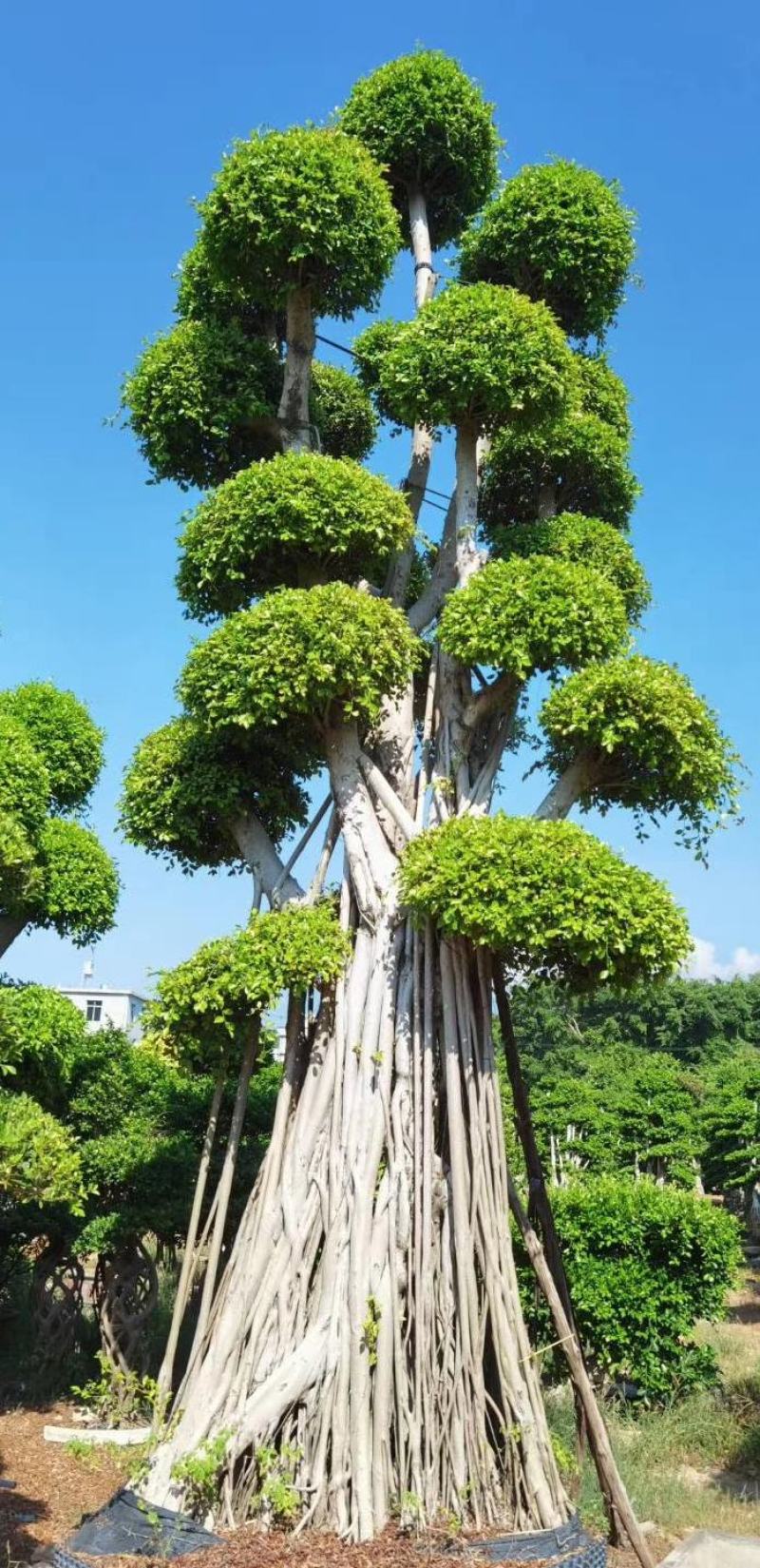 原叶造型景观小叶榕桩头6-9米高，大型景观榕树桩头