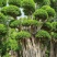 原叶造型景观小叶榕桩头6-9米高，大型景观榕树桩头