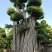原叶造型景观小叶榕桩头6-9米高，大型景观榕树桩头