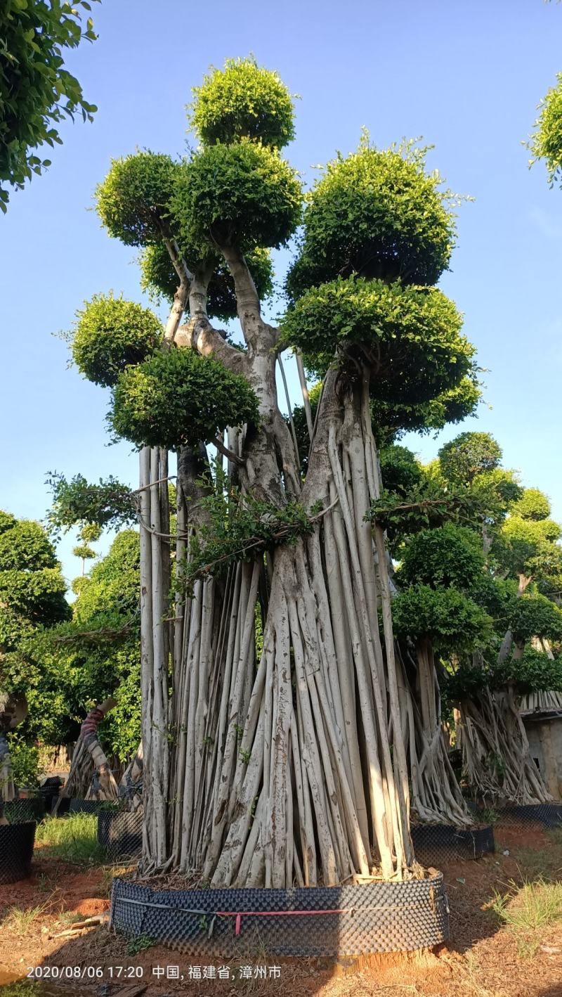 原叶造型景观小叶榕桩头6-9米高，大型景观榕树桩头