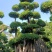 原叶造型景观小叶榕桩头6-9米高，大型景观榕树桩头