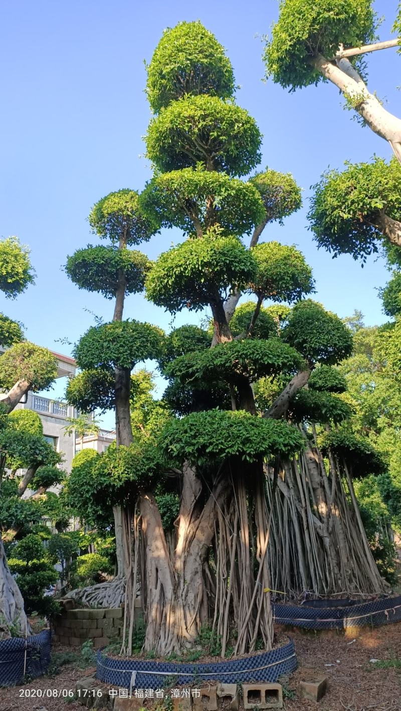 原叶造型景观小叶榕桩头6-9米高，大型景观榕树桩头