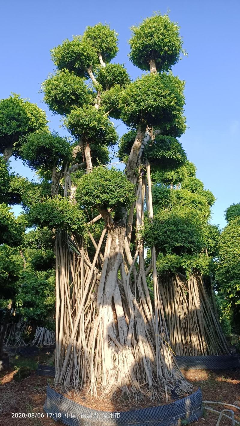 原叶造型景观小叶榕桩头6-9米高，大型景观榕树桩头