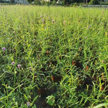 出售柳叶马鞭草，高40-60。