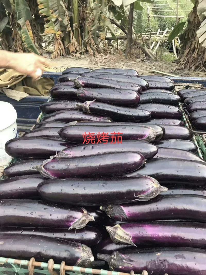 正野8号烧烤茄肉厚烧烤专用中熟耐寒热抗病丰产