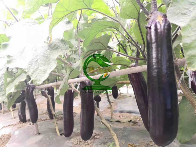 正野8号烧烤茄肉厚烧烤专用中熟耐寒热抗病丰产