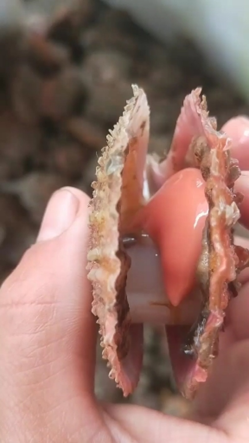 新鲜海鲜鲜扇贝肉鲜活现剥冷冻新鲜瑶贝柱海鲜水产鲜活包邮