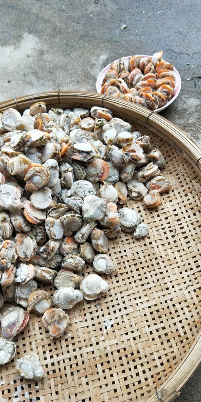 新鲜海鲜鲜扇贝肉鲜活现剥冷冻新鲜瑶贝柱海鲜水产鲜活包邮