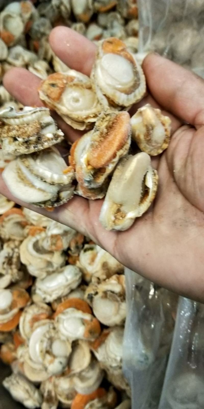 新鲜海鲜鲜扇贝肉鲜活现剥冷冻新鲜瑶贝柱海鲜水产鲜活包邮