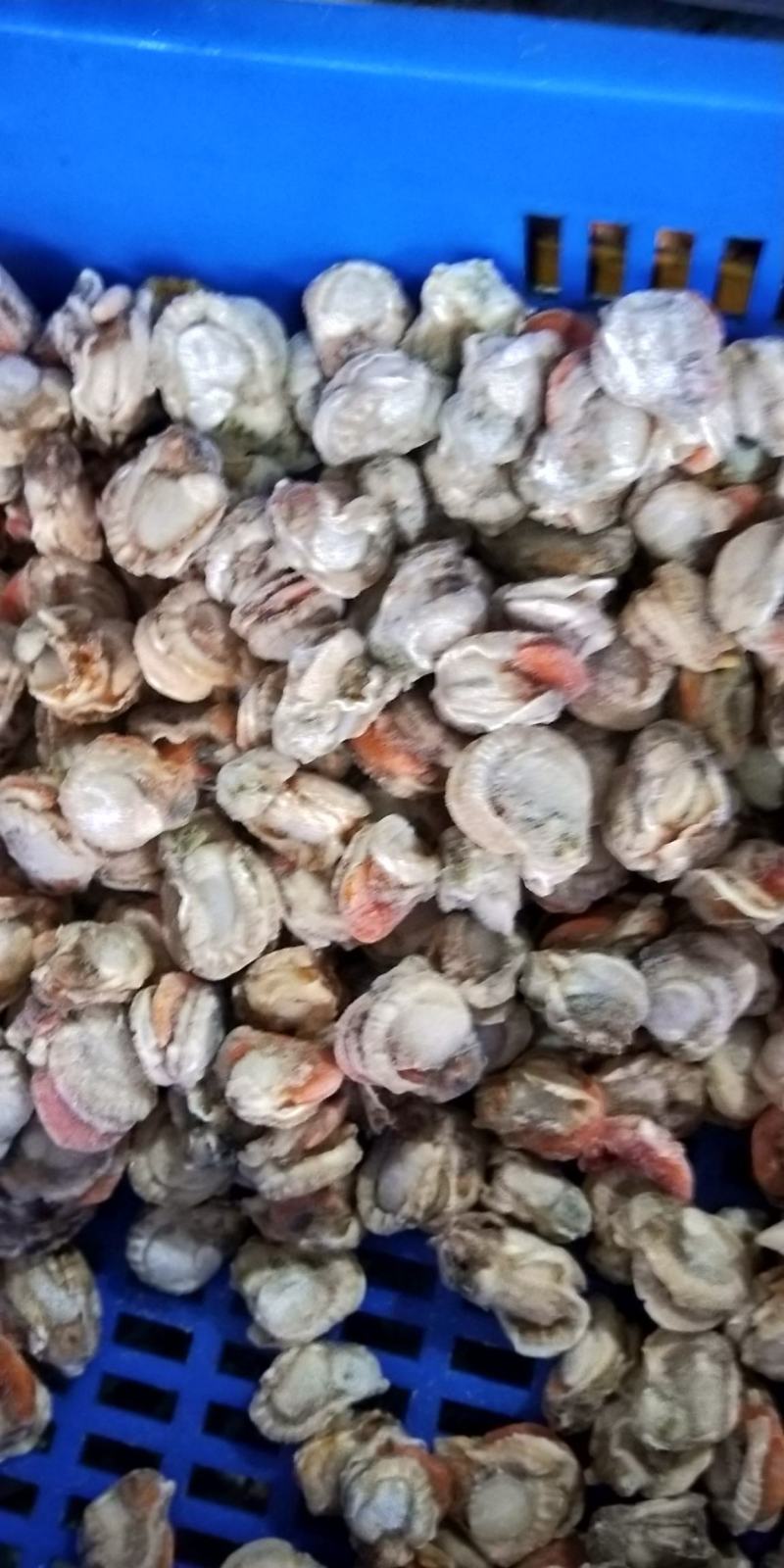 新鲜海鲜鲜扇贝肉鲜活现剥冷冻新鲜瑶贝柱海鲜水产鲜活包邮