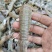 皮皮虾新鲜海捕大号皮皮虾虾爬子大海虾濑尿虾活虾鲜活熟冻