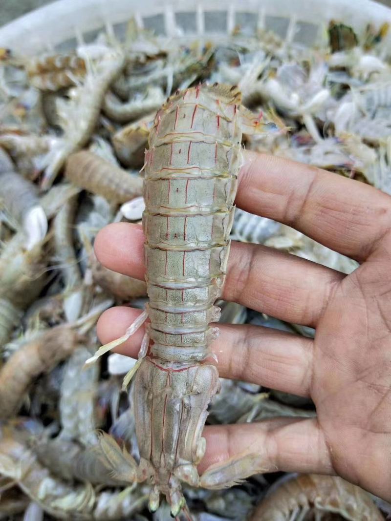 皮皮虾新鲜海捕大号皮皮虾虾爬子大海虾濑尿虾活虾鲜活熟冻
