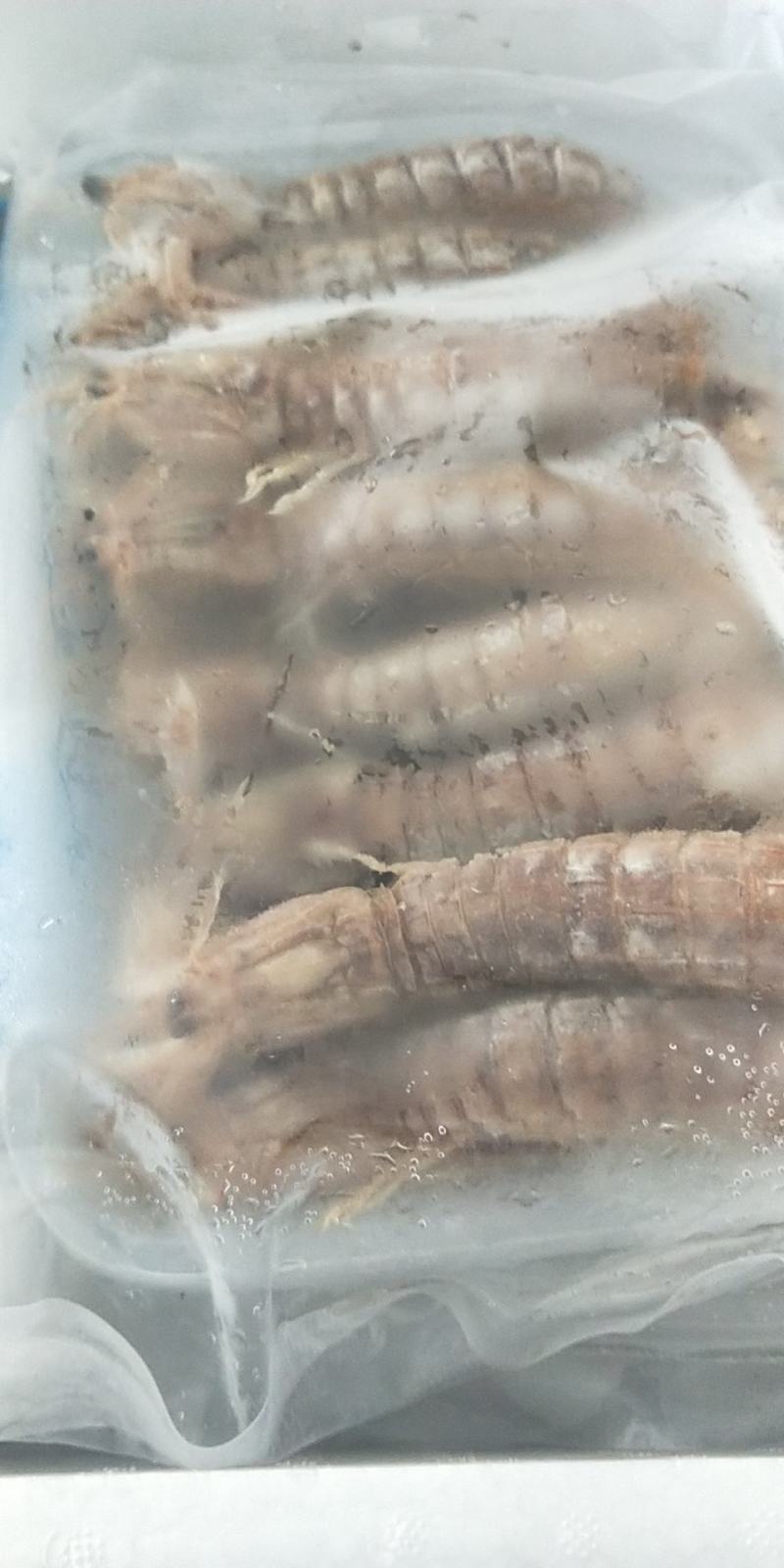 皮皮虾新鲜海捕大号皮皮虾虾爬子大海虾濑尿虾活虾鲜活熟冻