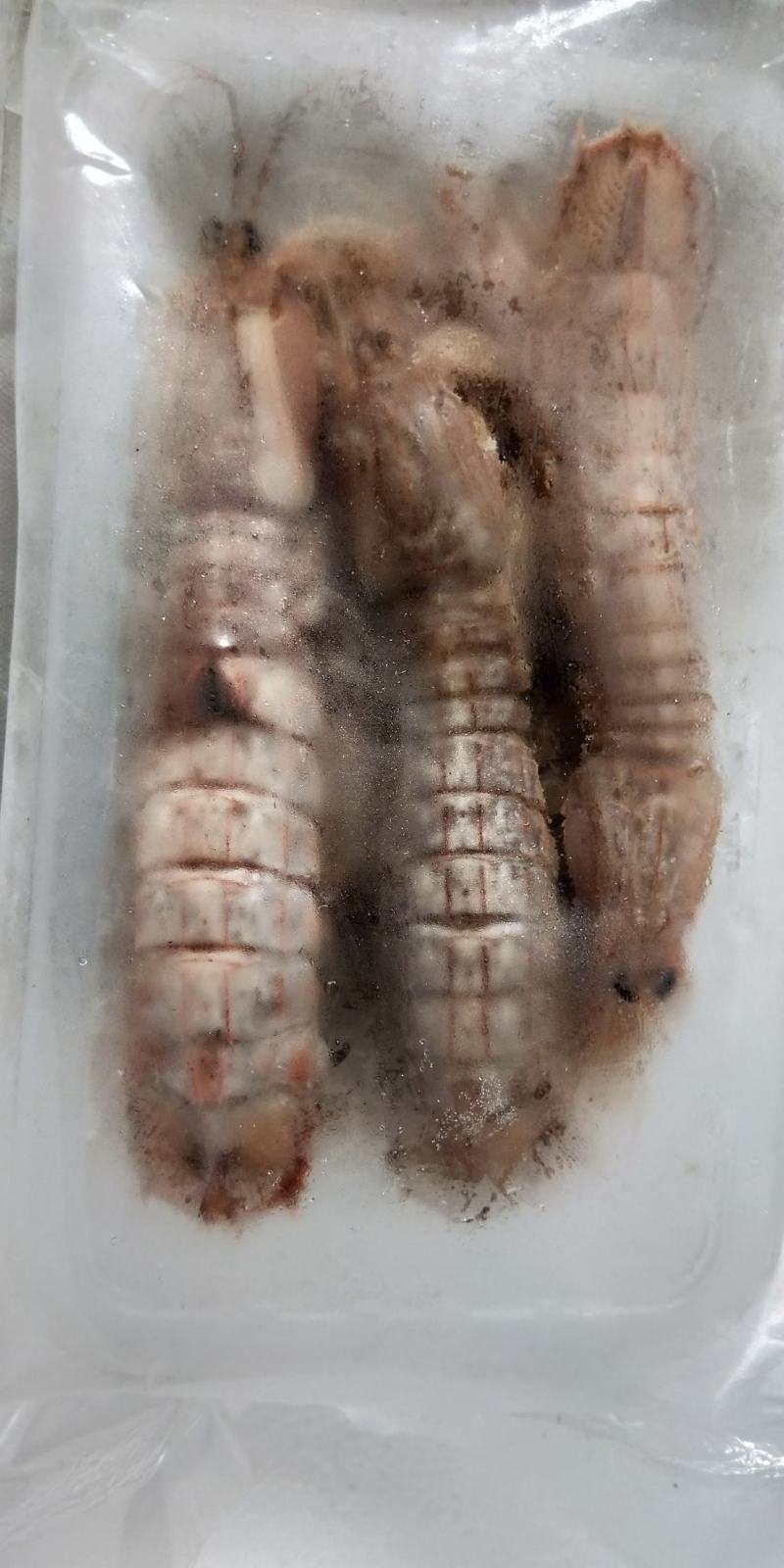 皮皮虾新鲜海捕大号皮皮虾虾爬子大海虾濑尿虾活虾鲜活熟冻