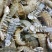 皮皮虾新鲜海捕大号皮皮虾虾爬子大海虾濑尿虾活虾鲜活熟冻
