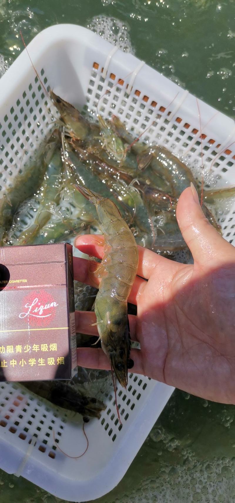 舟山活对虾，每天一万多斤16-20只/斤20-25