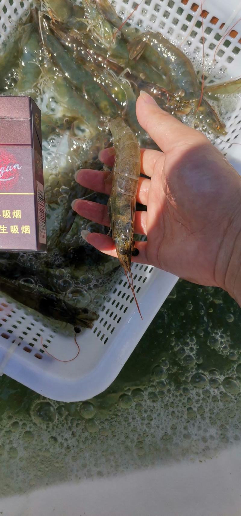 舟山活对虾，每天一万多斤16-20只/斤20-25
