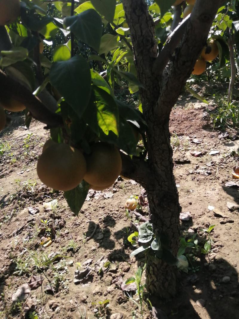 金果梨树苗金秋蜜梨树苗大果梨树苗品种晚熟梨树苗
