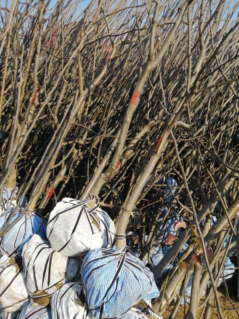 金果梨树苗金秋蜜梨树苗大果梨树苗品种晚熟梨树苗