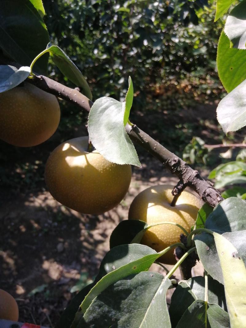 金果梨树苗金秋蜜梨树苗大果梨树苗品种晚熟梨树苗