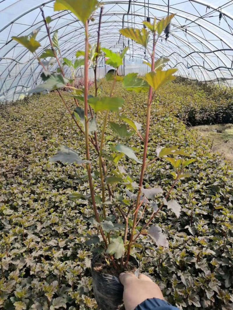 紫叶风箱果风箱果球金叶风箱果可视频看货