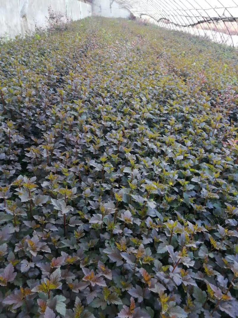 紫叶风箱果风箱果球金叶风箱果可视频看货