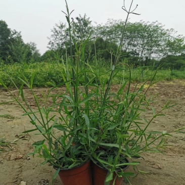 批发柳叶马鞭草柳叶马鞭草基地直销一手货源视频看货